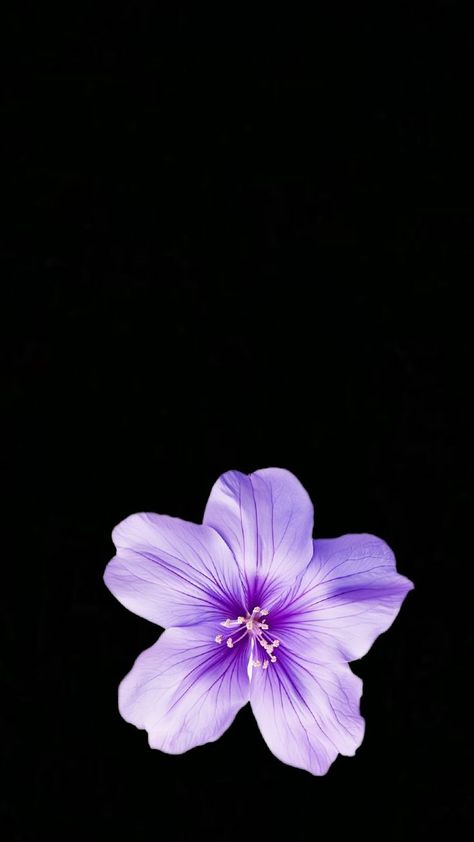 Vilots Flowers, Iphone Wallpaper Aesthetic Purple, Phone Keyboard Wallpaper, Black Purple Wallpaper, Vibey Wallpapers, Pdp Aesthetic, Bestie Wallpapers, Cute Backrounds, Black Flowers Wallpaper