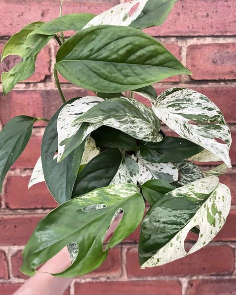 Have you entered our Giveaway? It ends tomorrow!! For a chance to win this beautiful epipremnum pinnatum variegata plus a £10 gift voucher enter via the pinned post on our profile, good luck 🤞 #houseplants #plants #plantsplantsplants #plantsmakepeoplehappy #plantsofinstagram #giveawayuk #blackfriday Epipremnum Pinnatum, Pinned Post, Gift Voucher, Black Friday, Plants, Quick Saves, Instagram