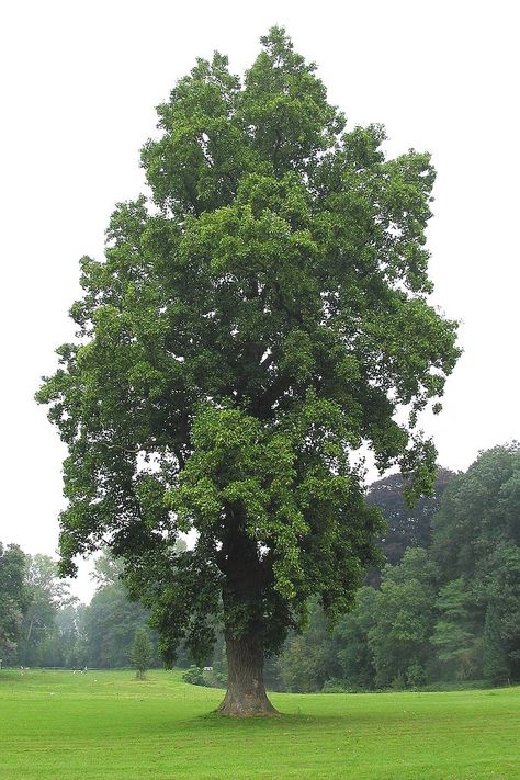 Tulip Tree Liriodendron Tulipifera, Tulip Poplar, Seeds Growing, Apricot Tree, Tree Seedlings, Symbol Of Life, Tree Species, Reduce Energy, Arbour Day