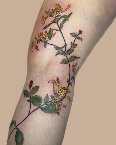 Harriet Hapgood. Botanical Tattoos. London UK (@harriettattoo) • Instagram photos and videos Honeysuckle Tattoo Sleeve, Honeysuckle Hummingbird Tattoo, Honeysuckle Vine Tattoo, Honeysuckle Aesthetic, Honey Suckle Flowers Tattoo, Honeysuckle And Rose Tattoo, Huckleberry Tattoo, Coral Honeysuckle, Honeysuckle Tattoo