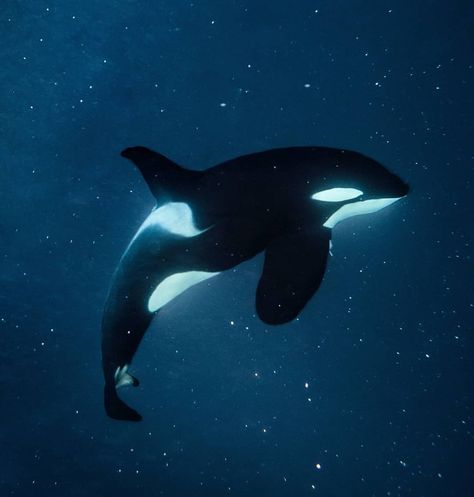 Orca Whale, In The Ocean, Acupuncture, The Deep, Deep Blue, The Ocean, Photo Sharing, Swimming, Stars