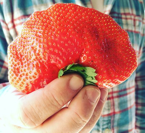 Big Strawberry, Buttermilk Biscuit, Plant City, Buttermilk Biscuits, Strawberry Fruit, Pastry Blender, Pastry Bag, Heavy Whipping Cream, Mint Leaves