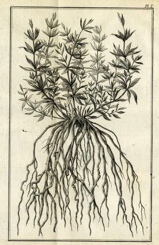 Plant And Root Tattoo, Deadly Plant Tattoo, Plant Roots Drawing, Medieval Plants Illustration, Madder Plant, Madder Root, Plant Roots, Botanical Drawings, Botany