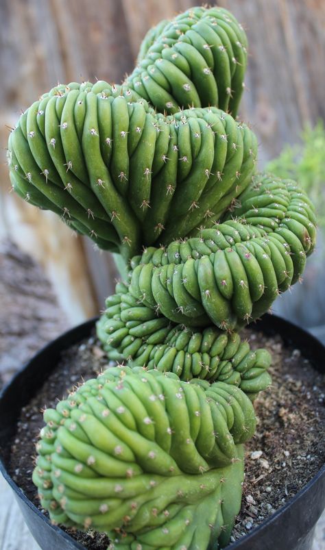 Crested San Pedro cactus San Pedro Cactus, Kaktus Dan Sukulen, San Pedro Cacti, Alien Plants, Weird Plants, Meteor Garden 2018, Succulent Gardening, Unusual Plants, 수채화 그림