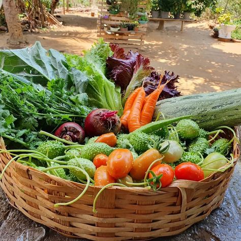 Farm Fruits And Vegetables, Vegetable Garden Astethic, Outdoor Greenhouse, Vegetable Farming, Harvest Basket, Foodie Art, Homestead Gardens, Farm Food, Garden Harvest