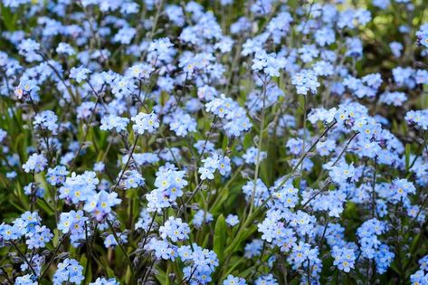 Scorpion Grasses, Myosotis Sylvatica, Cowboy Song, Flower Reference, Growing Corn, Grow Wildflowers, Wildlife Garden, Yellow Wildflowers, Wildlife Gardening