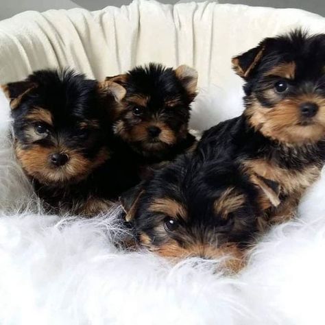 Teacup Yorkie For Adoption, Micro Teacup Yorkie, Yorkie Puppies For Adoption, Yorkie Breeders, Teacup Yorkie For Sale, Pekingese Puppies, Yorkie Puppies For Sale, Yorkies For Sale, Puppies For Sale Near Me