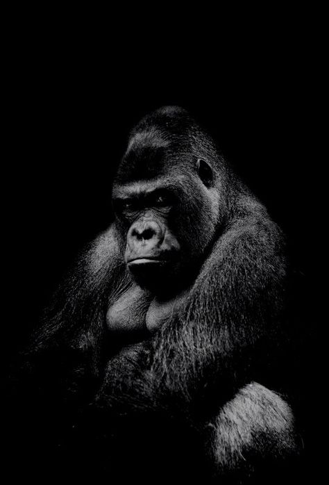 Silverback Gorilla Wallpaper, Gorilla Wallpaper Iphone, Black Animal Wallpaper, Gorilla Aesthetic, Animal Iphone Wallpaper, Gorilla Wallpaper, Aesthetic Wallpaper Black, Gorillas Art, Philosophy Of Life