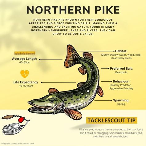 Fish Species: The Northern Pike Northern Pike Fishing, Pike Fishing Tips, Emergency Hacks, Pike Fish, Northern Pike, Fish Species, Pike Fishing, Fresh Fish, Drawing Inspo