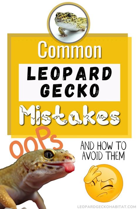 Spotted Gecko, Leopard Gecko Hide, Leopard Gecko Cute, Leopard Gecko Habitat, Leopard Gecko Tank, Leopard Gecko Care, Leopard Gecko Morphs, Lizard Habitat, Gecko Habitat