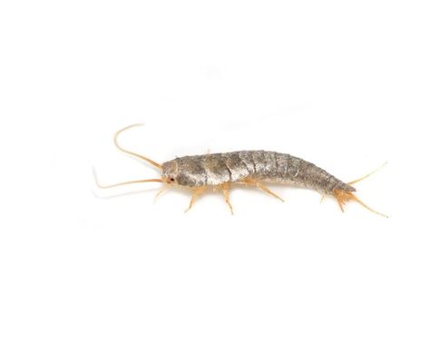 The most effective way to control and kill Silverfish is through Yates Long Term Control Barrier Spray. Get Rid Of Silverfish, Mealy Bugs, Natural Repellent, Bug Control, White Flies, Plant Problems, Cat Fleas, Garden Pests, Pest Control