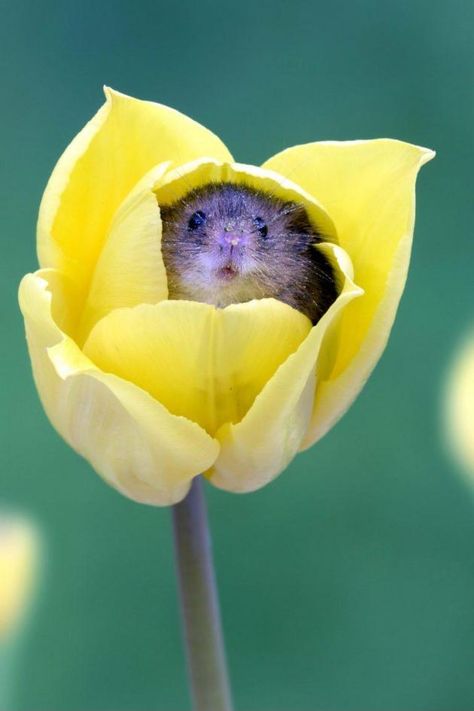 Harvest Mice love the smell of pollen and often fall asleep inside flowers Harvest Mice, Harvest Mouse, Regnul Animal, Hamsters, Sweet Animals, 귀여운 동물, Cuteness Overload, Cute Funny Animals, Animals Friends