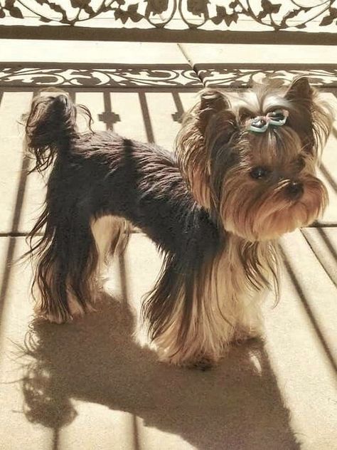 Long Haired Yorkie, Yorkie Puppy Haircuts, Yorkie Puppy Care, Yorkie Hair, Yorkshire Terrier Grooming, Yorkie Cuts, Yorkie Breeders, Biewer Yorkshire, Yorkie Hairstyles