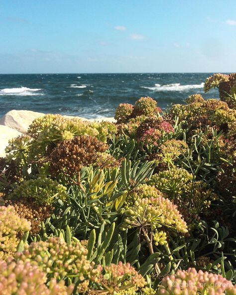 Kasia Czyżewska on Instagram: “🌊🍃🌊 a Mediterranean plants . . . . . #mediterranean_sea #mediterranean #wildplants #plants #vegetation #wildvegetation #sea #seaside…” Mediterranean Nature, Mediterranean Forest, Sea Mediterranean, Mediterranean Climate, Sea Flowers, Background References, Mediterranean Plants, Autumn Soft, Seven Kingdoms