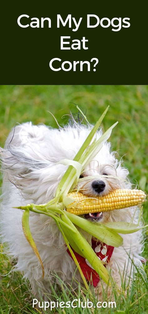 Can My Dogs Eat Corn?  #corn #doghealth #candogeatcorn Can Dogs Eat Corn, Allergies In Dogs, Can Corn, Dog Eats, What Is Health, Canned Corn, Dog Allergies, Dog Facts, Corn Chips