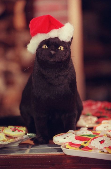 Sabrina Cat, Salem The Cat, Salem Saberhagen, Salem Cat, Tatoo Dog, Cat Santa Hat, Sabrina The Teenage Witch, Witch Wallpaper, F2 Savannah Cat