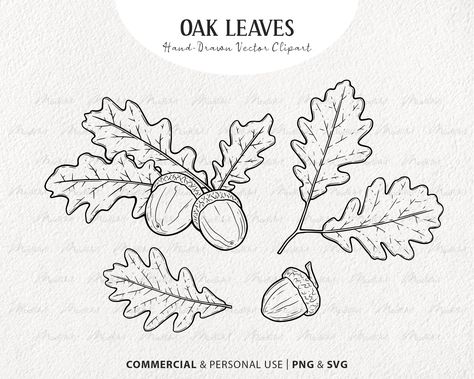 Oak Leaf Drawing Simple, How To Draw Oak Leaves, Line Drawings Leaves, Acorn Line Drawing, How To Draw An Acorn, Autumn Botanical Illustration, Oak Leaves Drawing, Oak Leaf Drawing, Acorn Outline