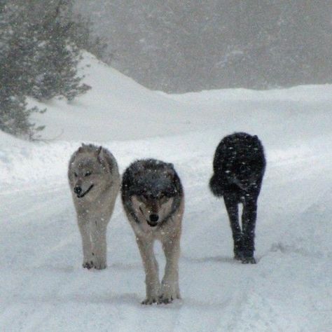 Werewolf Aesthetic, Wolf Stuff, Wolf Photos, Wolf Love, Wolf Pictures, Wolf Spirit, Beautiful Wolves, Wild Dogs, Black Wolf