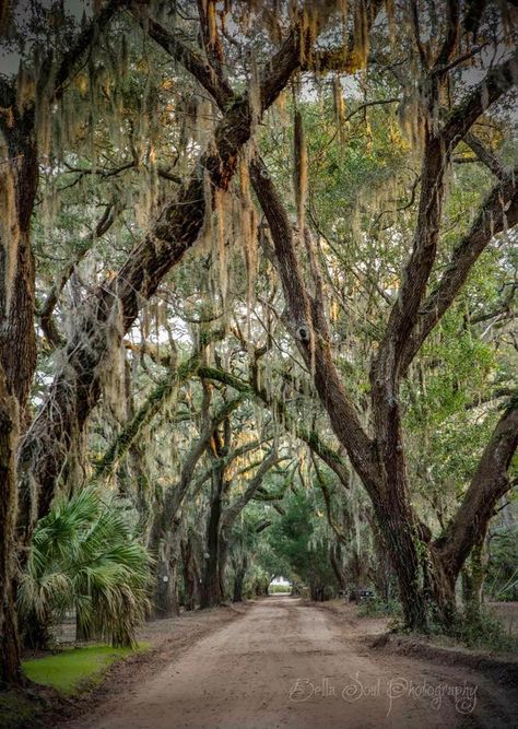 Experience the magic of Beaufort, SC Charleston Vibes, Southern Belle Aesthetic, Southern Aesthetic, Coastal Ideas, Beaufort South Carolina, South Carolina Travel, Southern Traditional, College Of Charleston, Meditation Garden