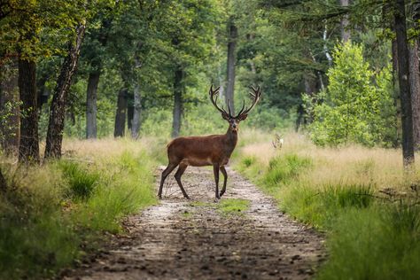 5 wild medicinal herbs of the South every survivalist should know Cabin Landscape, Farm Vacation, Dream Ranch, Georgia State Parks, Hunting Property, Save The Sea Turtles, Hunting Land, Rural Land, Deer Hunting Blinds