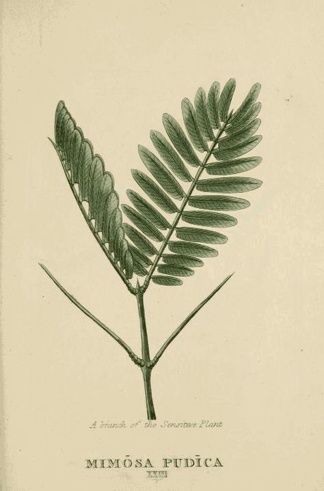 Mimosa animation Touch Me Not Plant, Mimosa Plant, Tropical Flower Tattoos, Mimosa Pudica, Sensitive Plant, Mimosa Flower, Plant Tattoo, Leaf Drawing, Old Book Pages