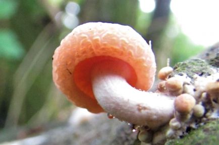 Mushroom Guide, Mushroom Identification, Rainbow Order, Wild Mushroom, Mushroom Fungi, Vascular Plant, Wild Mushrooms, Safety Tips, Home Remedies