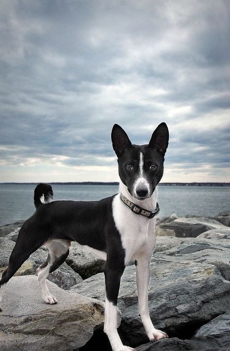 Basenji Puppy, Perfect Pic, Basenji Dogs, Animals Tattoo, What Kind Of Dog, Run With Me, Dog Line, Nature Wallpapers, Love My Dog