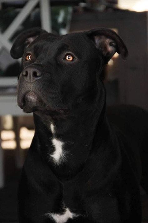 Finneas And Claudia, Black Pitbull, Happier Than Ever, Huge Dogs, Doberman Dogs, Pretty Dogs, Pitbull Puppies, Getting Better, American Pitbull Terrier