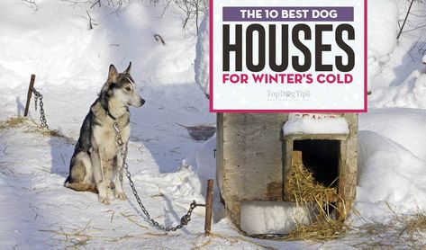 Top 10 Best Dog Houses for Winter Dog House For Winter, Heated Dog House, Winter Dog House, Igloo Dog House, Kennel Diy, Building A Dog Kennel, Insulated Dog House, The Endocrine System, Small Products