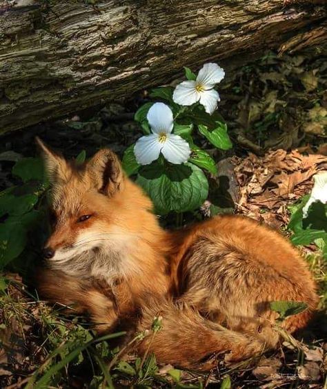 Forest Fox Aesthetic, Fox Beauty Aesthetic, Fox Animal Aesthetic, Orange Fox Aesthetic, Foxcore Aesthetic, Fox Therian Aesthetic, Fox Aesthetic Dark, Red Fox Aesthetic, Fox Therian Wallpaper