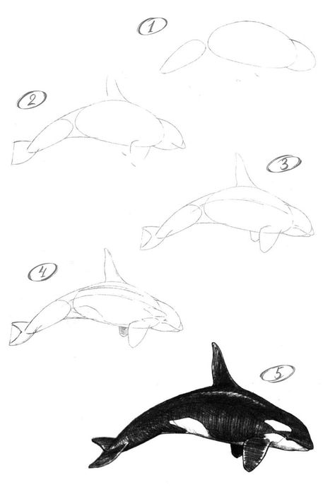 Whale Outline, Whale Sketch, Drawing Mouth, Orca Art, Whale Drawing, Ocean Drawing, Creature Marine, Sea Drawing, Shark Drawing