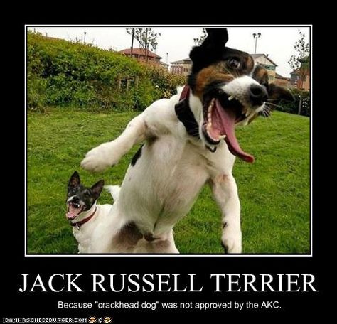 Jack Russell Terrorist... I had a rat terrier for 7 years and we used to call him crack dog cause he would randomly go crazy and run around the house at light speed! XD Danny Dog, Laughing Animals, Jack Russell Terriers, Funny Dog Pictures, Crazy Dog, Weird Animals, Happy Animals, Jack Russell Terrier, Funny Animal Pictures