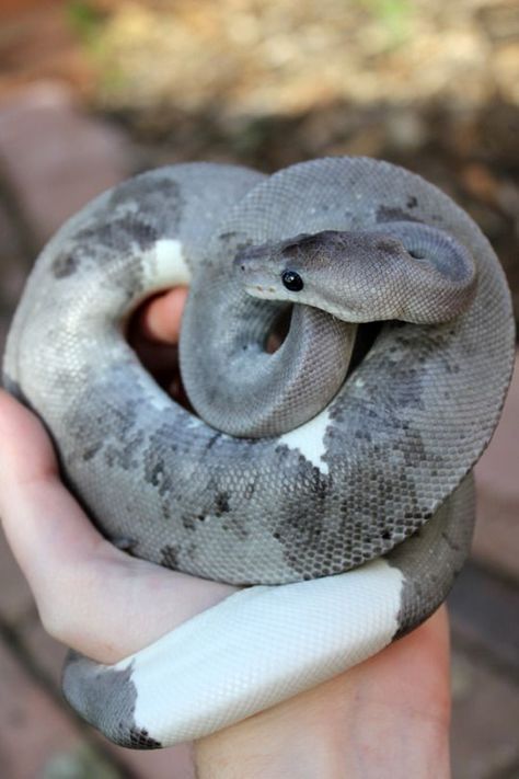 Danger Noodles, Snake Photos, Baby Snakes, Pet Rock, Pretty Snakes, Ball Pythons, Snake Lovers, Cute Reptiles, Pet Snake