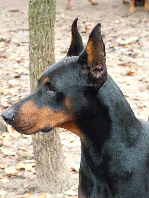 Beautiful Doberman Profile, Aggressive Doberman, Doberman With Natural Ears, Pincher Dog, Red Doberman Pinscher Natural Ears, Black Doberman, Doberman Pinchers, Black And Tan Doberman, Doberman Love