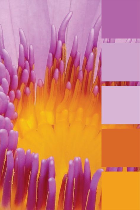 Lilac And Orange Colour Palette, Orange Lilac Color Palette, Pink Orange Lilac Color Palette, Hair Colour Combos, Purple Orange Color Palette, Purple And Orange Color Palette, Amethyst Color Palette, Lilac Color Palette, Light Purple Walls