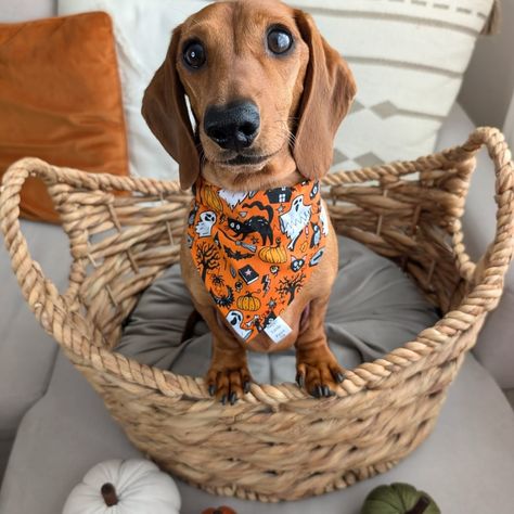 Spooky season is in full swing👻🤎 @bruce_theminidaxie is all set for Halloween in his spooky Ghosts & Cats bandana! 🎃👻 Perfect for little pups looking to add a bit of frightful charm to their day! 🧡 Bruce is wearing one of our small bandanas. Who else is ready for treats and tricks? 🐾 (Bruce is one of our brand reps) • • • #HalloweenReady #DachshundStyle #SpookySeason #dogbandana #bandanadog #dogbandanas #dogsinbandanas #doggybandana #bandanasdog #doggiebandana #dogwithbandana #dogcoll... Cat Bandana, Ghost Cat, Dog Bandana, Bandanas, Spooky Season, Dachshund, Halloween, Dogs, Quick Saves