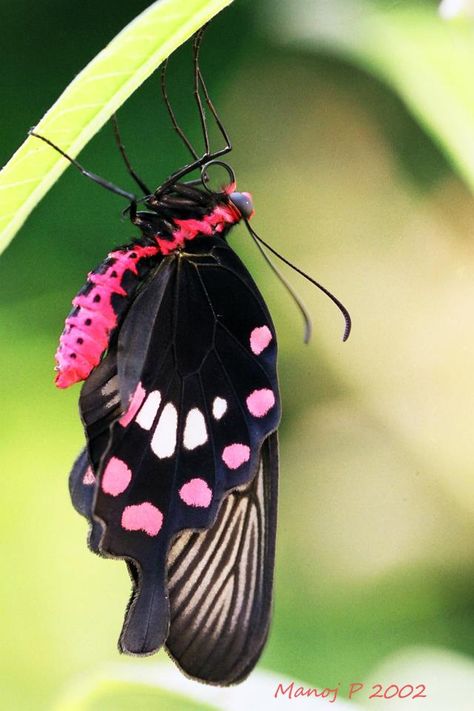 Common Rose Butterfly (Pachliopta aristolochiae Fabricius) On The Wings Of Love, Rose Butterfly, Moth Caterpillar, Flying Flowers, Butterflies Flying, Beautiful Bugs, Butterfly Pictures, Bugs And Insects, Black Butterfly