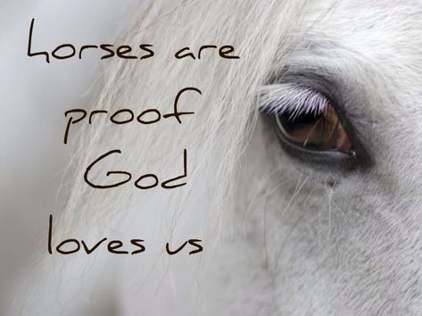 And God Quotes About Horses by @quotesgram Horse Love Quotes, Quote Edits, Horses Quotes, Equine Quotes, Horse Quote, Horse Sayings, Sunny Boy, Inspirational Horse Quotes, Equestrian Quotes