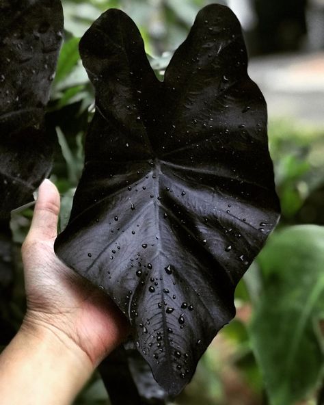 Elephant Ear Bulbs, Live House Plants, Alocasia Plant, Elephant Ear Plant, Gothic Garden, Elephant Ears, Starter Plants, Plant Decor Indoor, Tropical Foliage