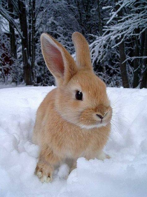 Brown Rabbit, 강아지 그림, Cute Bunny Pictures, Bunny Pictures, Pet Bunny, Snow Bunnies, Baby Bunnies, Cute Animal Pictures