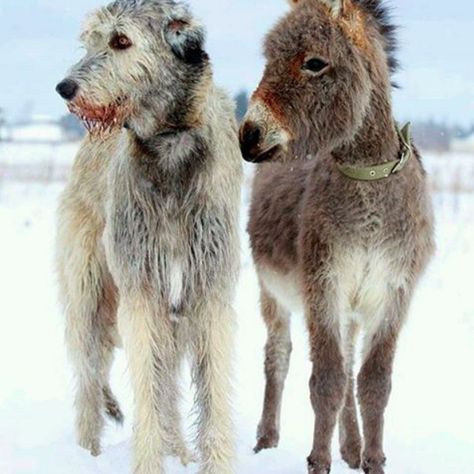 Here is a mini donkey chilling with his dog BFF. | You Should Probably Adopt One Of These 20 Mini Donkeys Who Need Forever Homes Worlds Largest Dog, Irish Wolfhound Dogs, Wolfhound Dog, Mini Donkey, Animals Friendship, Irish Wolfhound, Large Dog Breeds, Donkeys, Pet Grooming