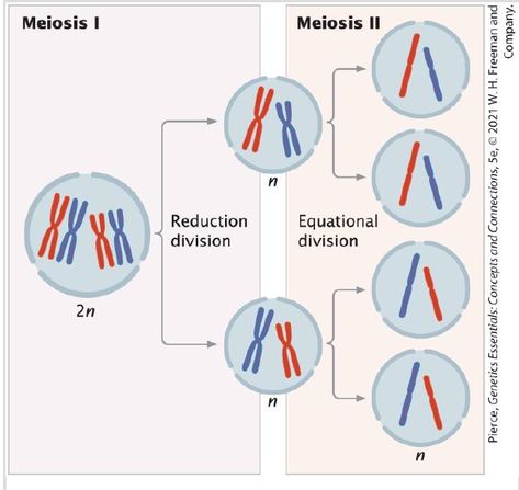 Meiosis includes two cell divisions👇 The process of meiosis can be divided into several key stages: 📌1)Interphase: 🔴Meiosis begins with interphase, during which the cell grows, replicates its DNA, and prepares for division. This phase is divided into three sub-phases: G1 (gap 1), S (synthesis), and G2 (gap 2). 📌2)Prophase I: 🖇Prophase I is the longest phase of meiosis and is further divided into several substages: 🔴Leptotene: Chromosomes condense and become visible under the microscope. 🔴... G1 Phase, Under The Microscope, Cell Division, The Cell, Division, Gap, Key, Quick Saves