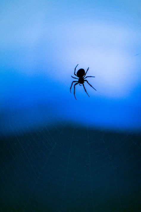 Blue Spider Aesthetic, Spider Aesthetic Dark, Spider Aesthetic Wallpaper, Spider Wallpaper Aesthetic, Spiders Aesthetic, Azul Vibes, Trapdoor Spider, Spider Aesthetic, Redback Spider