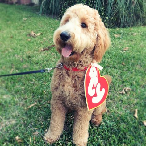 Halloween Costumes For Goldendoodles, Ty Dog Costume, Goldendoodle Halloween Costume, Beanie Baby Costume, Homeade Halloween Costumes, Beanie Baby Costumes, Christmas Costumes Diy, Cute Dog Halloween Costumes, Noodle Doodle