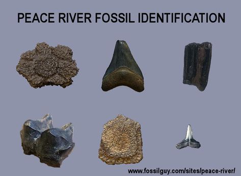 Identification Guide for Fossil of the Peace River Types Of Fossils, Fossils In Rocks, Types Of Tigers, Sea Fossils, Ground Sloth, Florida Fossil Identification, Dinosaur Activities Preschool, Dinosaur Fossil Bones, Peace River