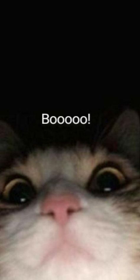 Scary Meme, Funny Lockscreen, Cat Profile, Funny Cat Wallpaper, Image Chat, Cute Cat Wallpaper, Cute Cats Photos, Funny Phone Wallpaper, Cats Funny