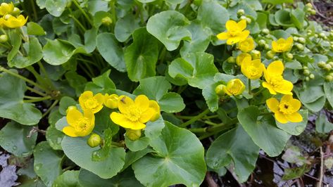 Marsh Marigold