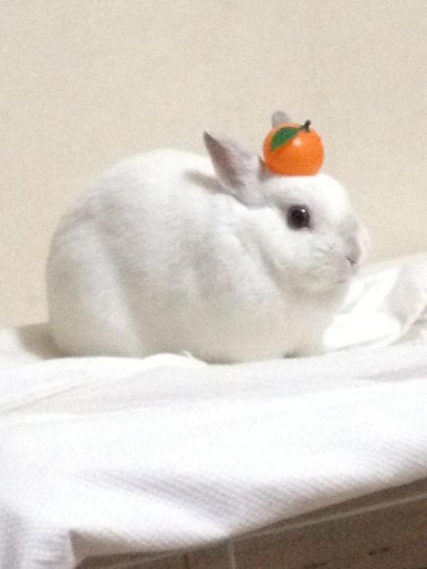 orange bunny Orange Bunny, White Bunnies, Rabbit Breeds, Rabbit Eating, Bunny Pictures, Pretty Animals, Funny Bunnies, Silly Animals