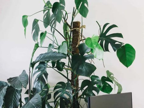 Training Monstera Deliciosa: How to Make Them Climb - The Healthy Houseplant Plant Training, Growing Moss, Moss Pole, Philodendron Monstera, Office Plants, Big Leaves, Monstera Plant, Monstera Deliciosa, Plant Supports