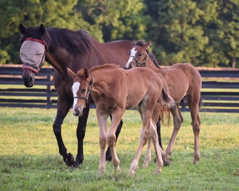 “I loved all of them and now I love watching them grow and learn in some of the best places! It really means so much to me to watch them shine in their second careers.” Today, Aubrey talks to Laura Newell, the former Young Horse Manager from Winchester Place Thoroughbreds in Kentucky about what a Thoroughbreds first months look like. Thoroughbred, Winchester, Logic, And Now, Kentucky, Equestrian, The Good Place, Career, Two By Two